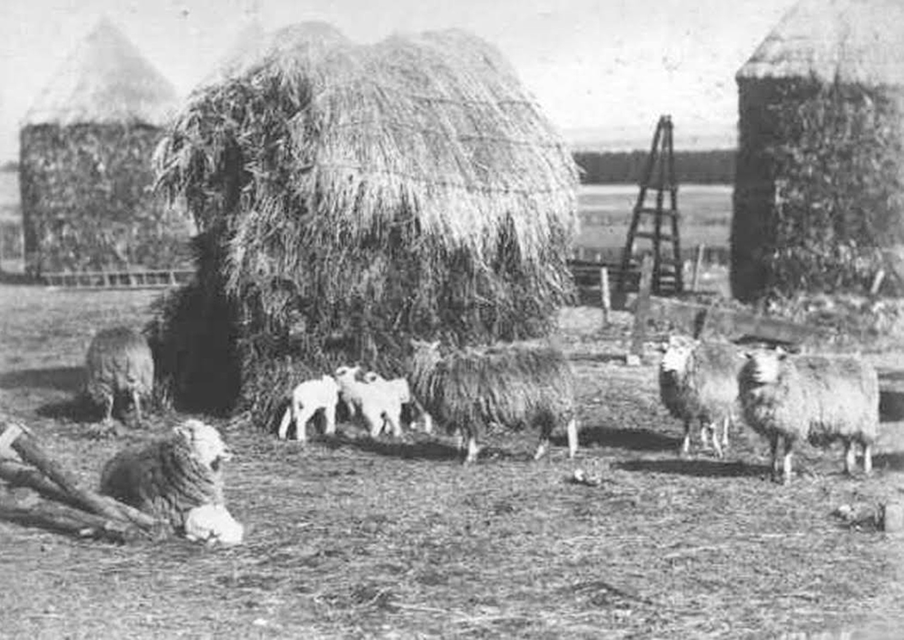 Foulsykes Farm, Cambusnethan, Wishaw, late 1800's. Photo by Charles Reid.