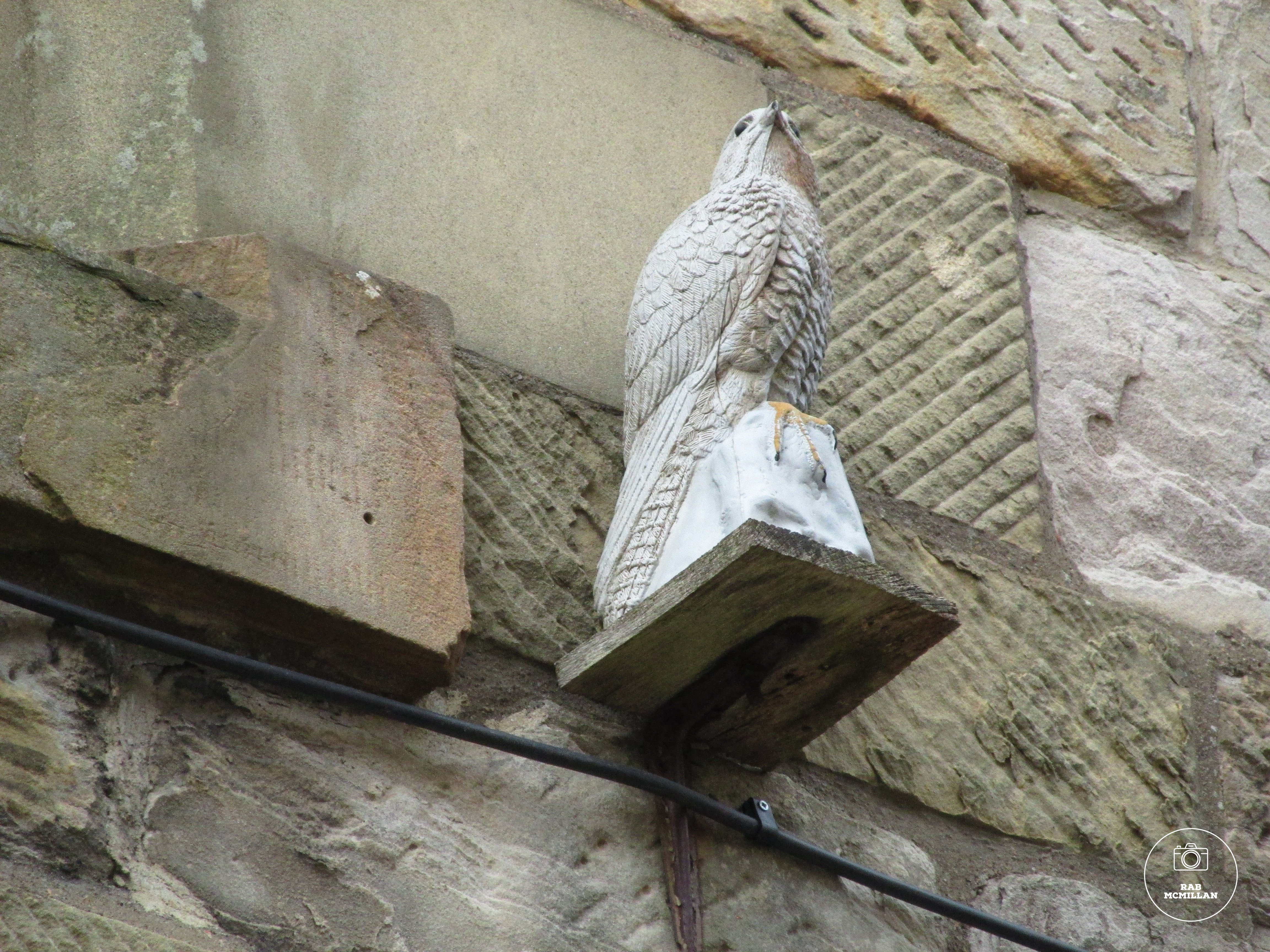Decoy bird of prey, Wishaw Old Parish Church, 2015.